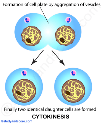 MItosis, Mitotic cell division, Cytokinesis, Identical daughter cells, karyokinesis